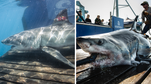 4 requins blancs de près de 10 pieds ont été repérés dans les eaux canadiennes et voici où
