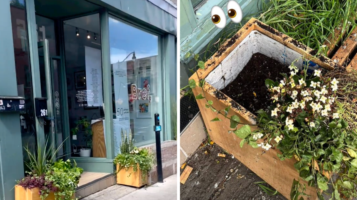 Une célèbre boutique à Montréal s'est fait voler des plantes et c'est pas la première fois