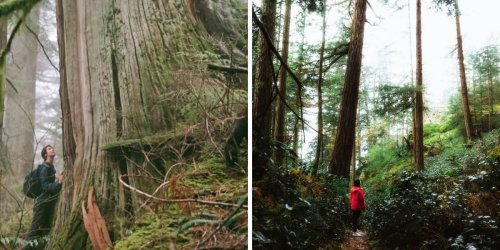 7 Of The Best Hikes In BC To See Ancient Trees, According To A 'Big Tree Hunter'