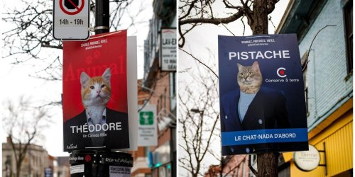 Des affiches électorales de chats apparaissent à Montréal et c'est hilarant à souhait