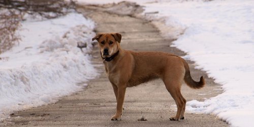 An Ontario Dog Just Became The First In Canada To Get COVID-19