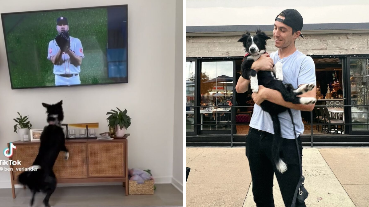 Astros Star Justin Verlander Is A Puppy Uncle & His Niece Loves Watching Him Pitch (VIDEO)