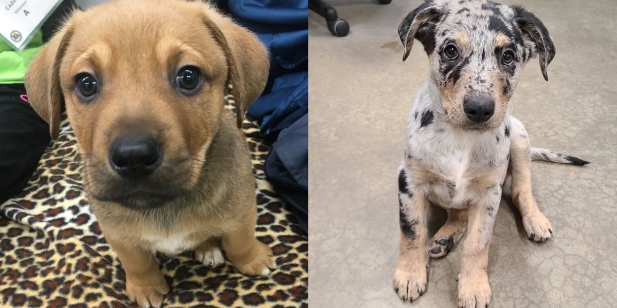 This US Shelter Named A Family Of Rescue Puppies After ‘Schitt’s Creek’ Characters