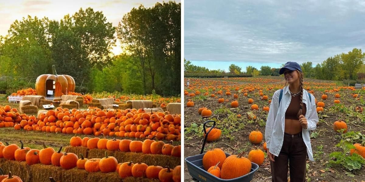This Farm In Canada Has Over 30,000 Pumpkins & It's Like Walking Through A Fall Dreamland