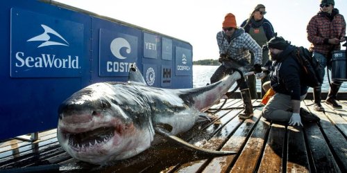 One Of The Biggest Sharks In The World Is Near The Carolina Coast & He’s Almost 1,000 lbs.
