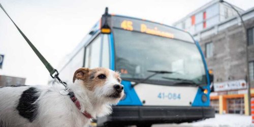 Les chiens seront bientôt acceptés dans les autobus de Montréal et voici quoi savoir