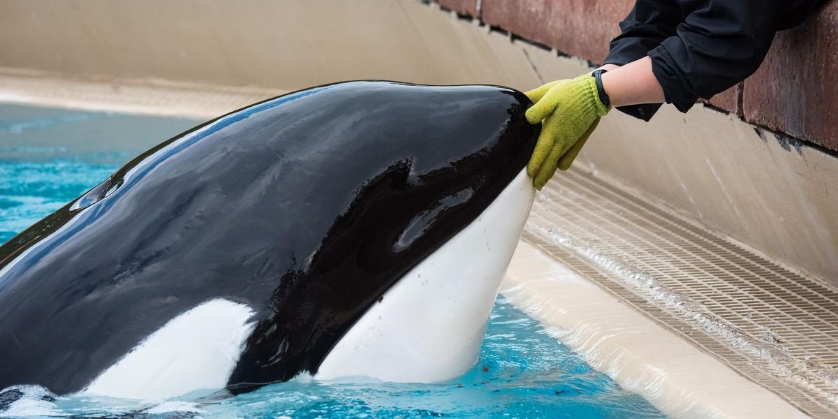 A Video Of Marineland’s 'Loneliest Orca' Is Breaking The Hearts Of Everyone On The Internet
