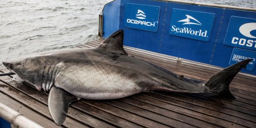 A 13-Foot Great White Shark Is 'Hanging Offshore' In Canada & He's Waiting For The Summer