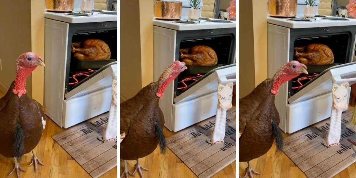 Video Of A Live Turkey & A Cooked Bird Has TikTokers Feeling Weird About Thanksgiving