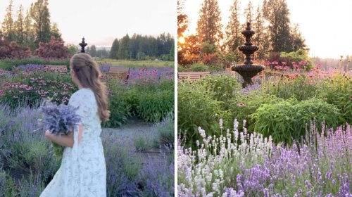 This Lavender Farm In BC Has Stunning Fields Of Purple & Looks Like A Slice Of Tuscany