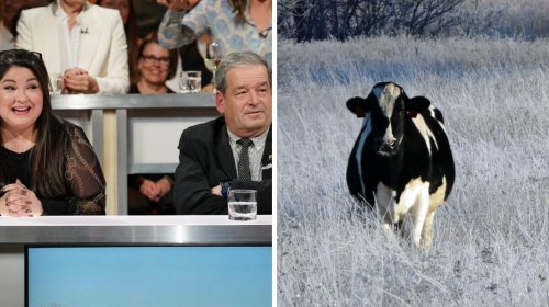 Les vaches en cavale au Québec font les manchettes à l'étranger et c'est hilarant