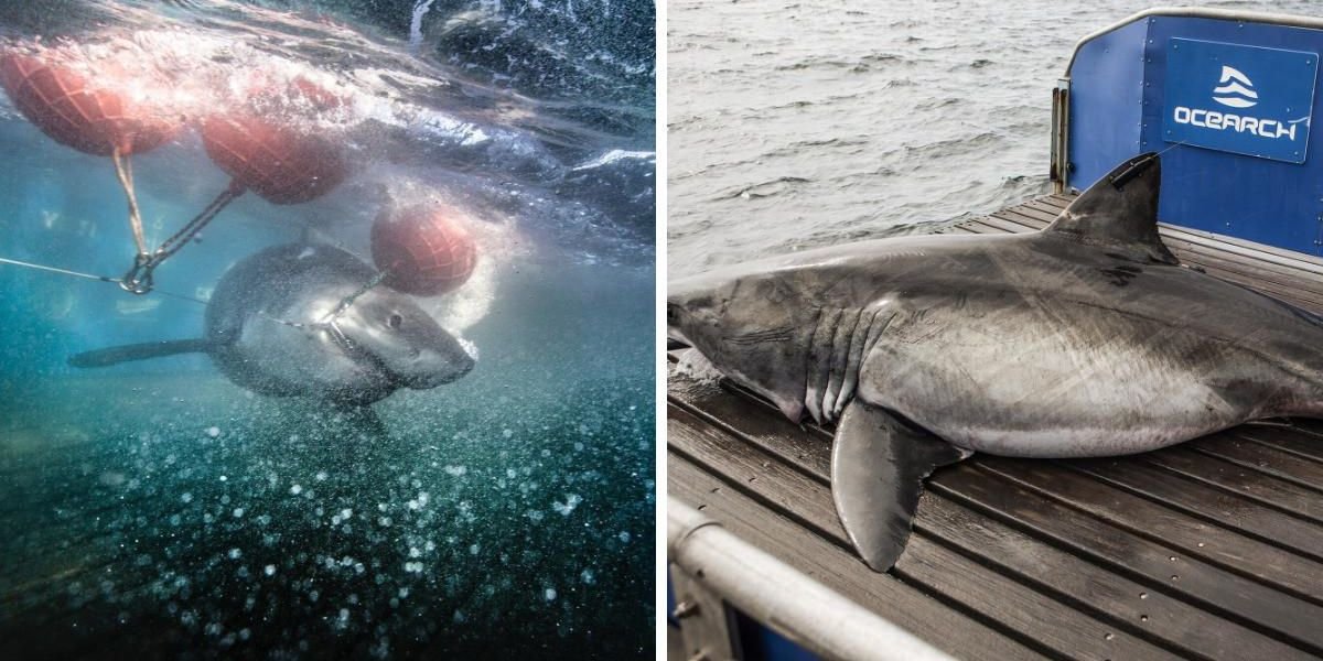 So Many Great White Sharks Are Swimming Around Nova Scotia Right Now & Some Of Them Are Huge