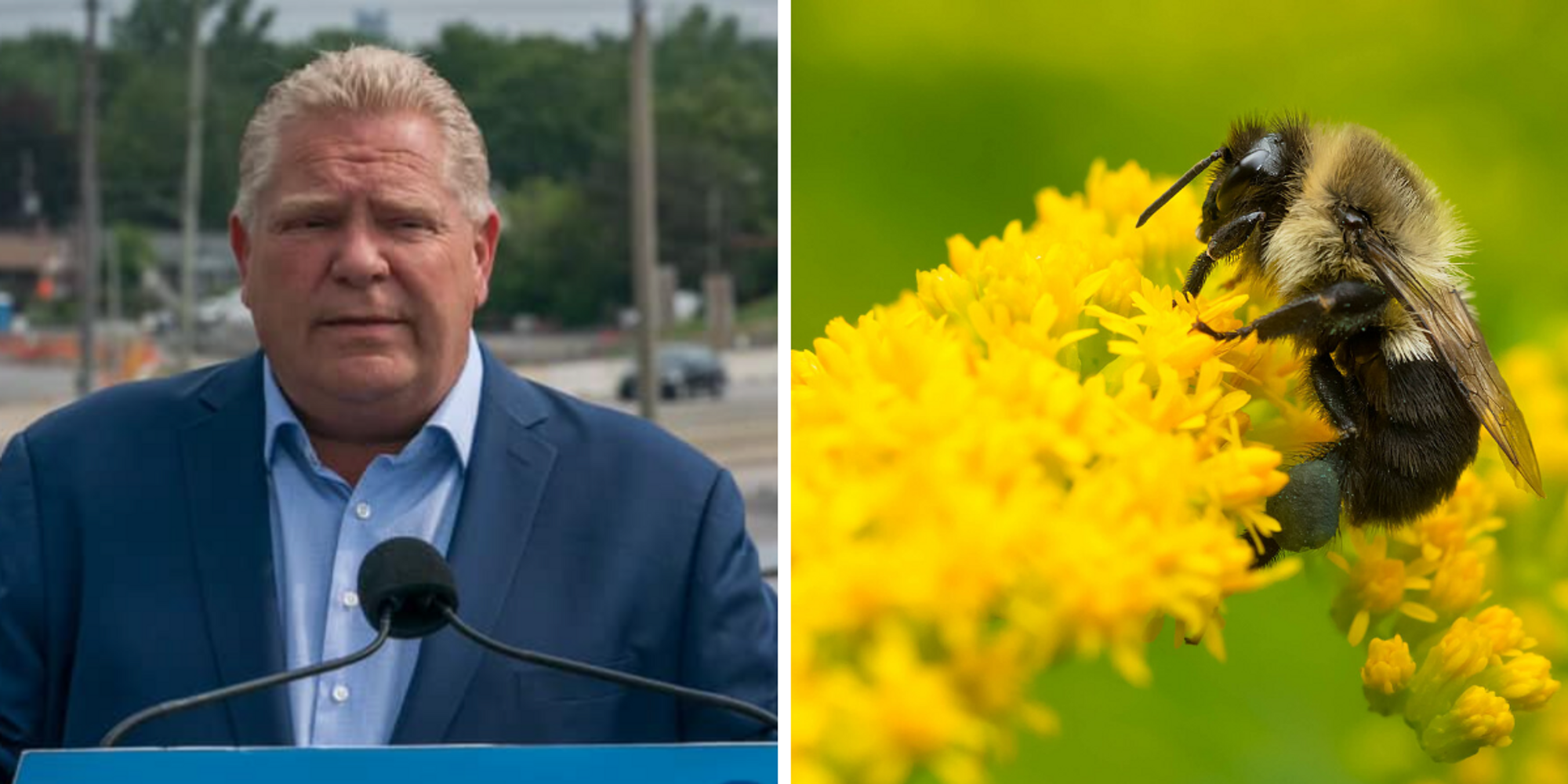 Doug Ford Accidentally Swallowed A Bee & It Was 'Buzzing Around' Inside Him - cover