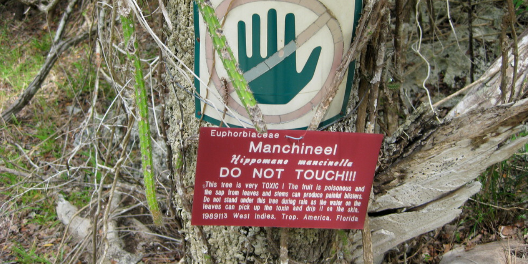The Deadliest Tree In The World Is Found In Florida & You Can Get Poisoned By Touching It