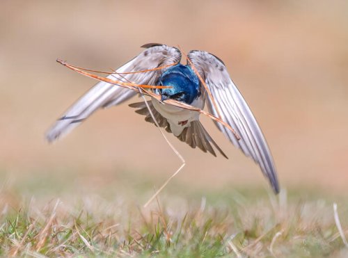 The 2022 Audubon Photography Awards: The Top 100 | Flipboard