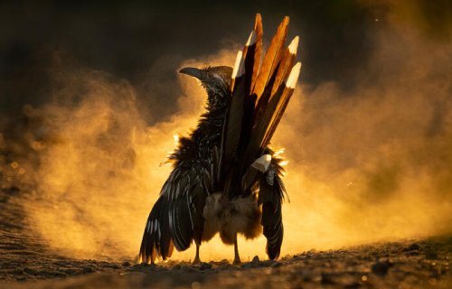 Check Out the Winners of the 2021 Audubon Photography Awards