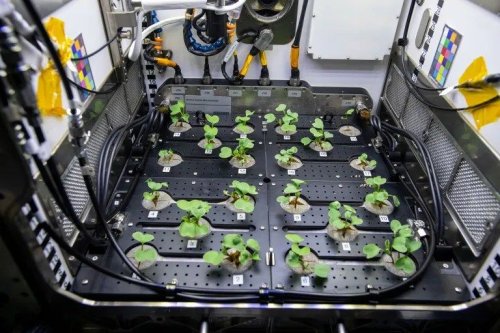 Amendment 121: E.9 Space Biology Advanced Plant Habitat No Longer Available for Proposed ISS-Studies. - NASA Science