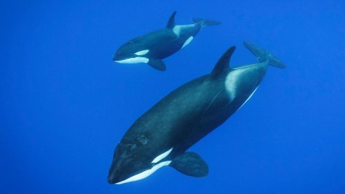 Orcas found to kill blue whales, the largest animals on Earth, for first time