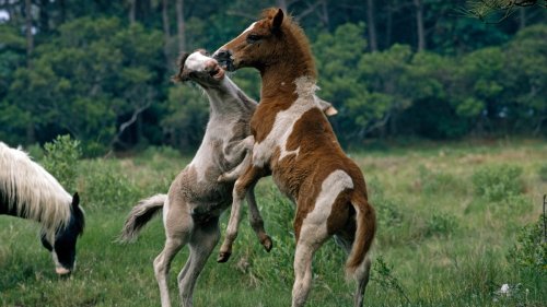 Chincoteague ponies' mythical origins may be real—and 4 more captivating tales