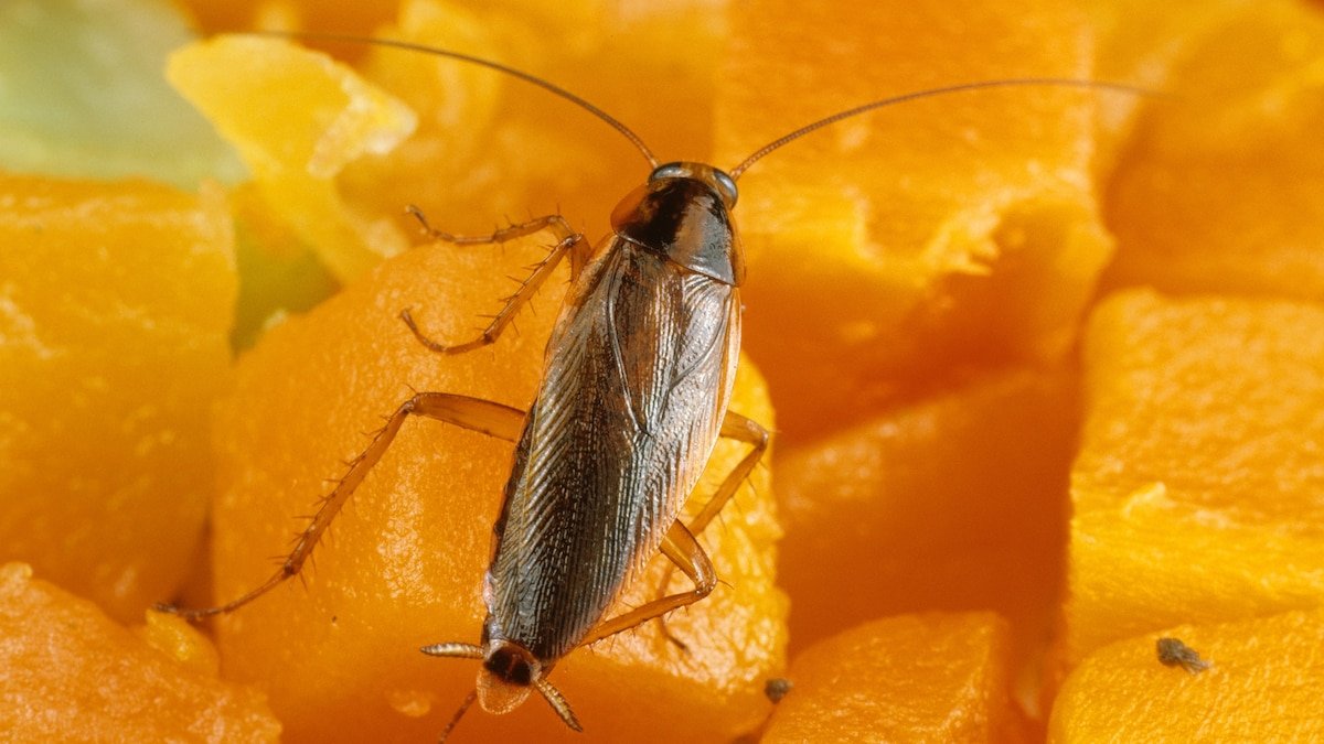 Killing cockroaches with pesticides is only making the species stronger