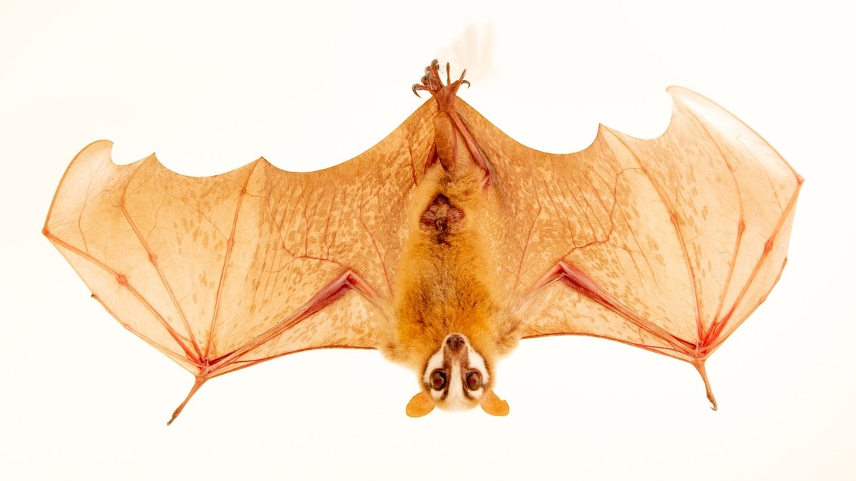 Why bats are the real superheroes of the animal world
