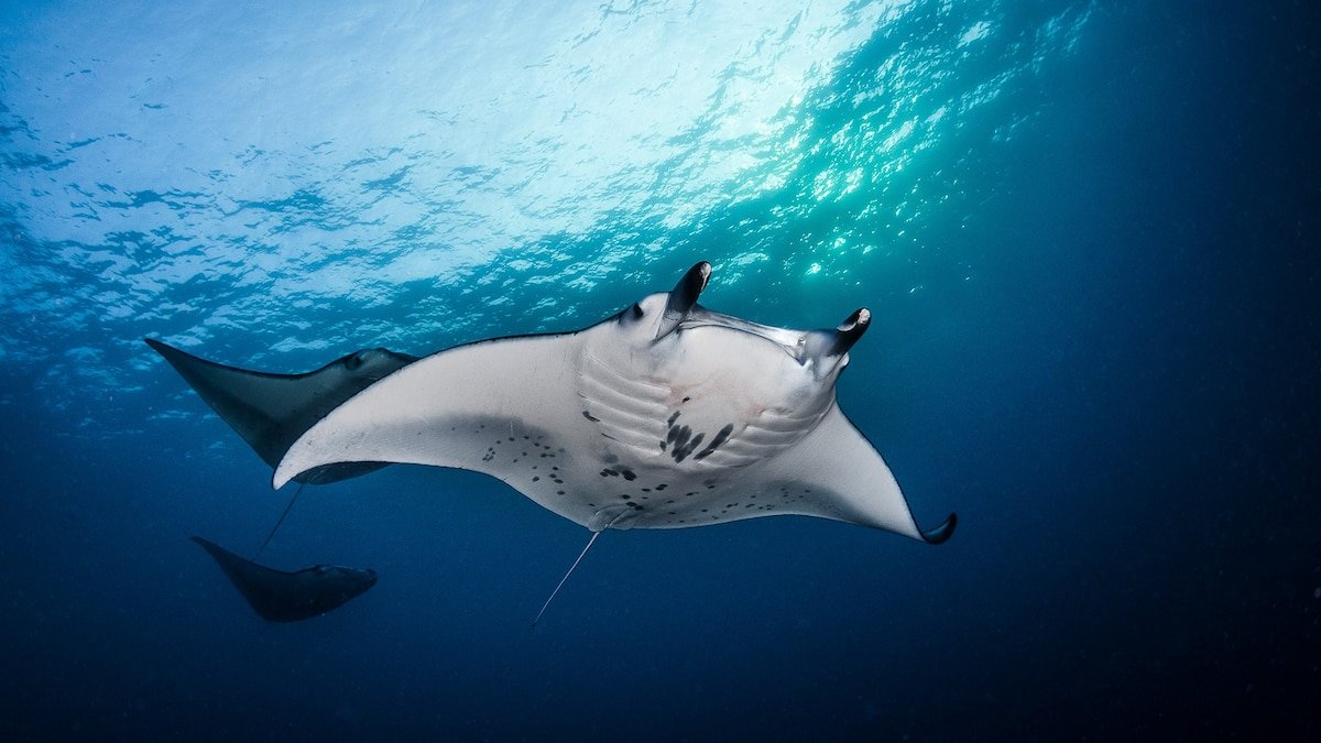 The world’s first ultrasounds of wild manta rays reveal a troubling truth