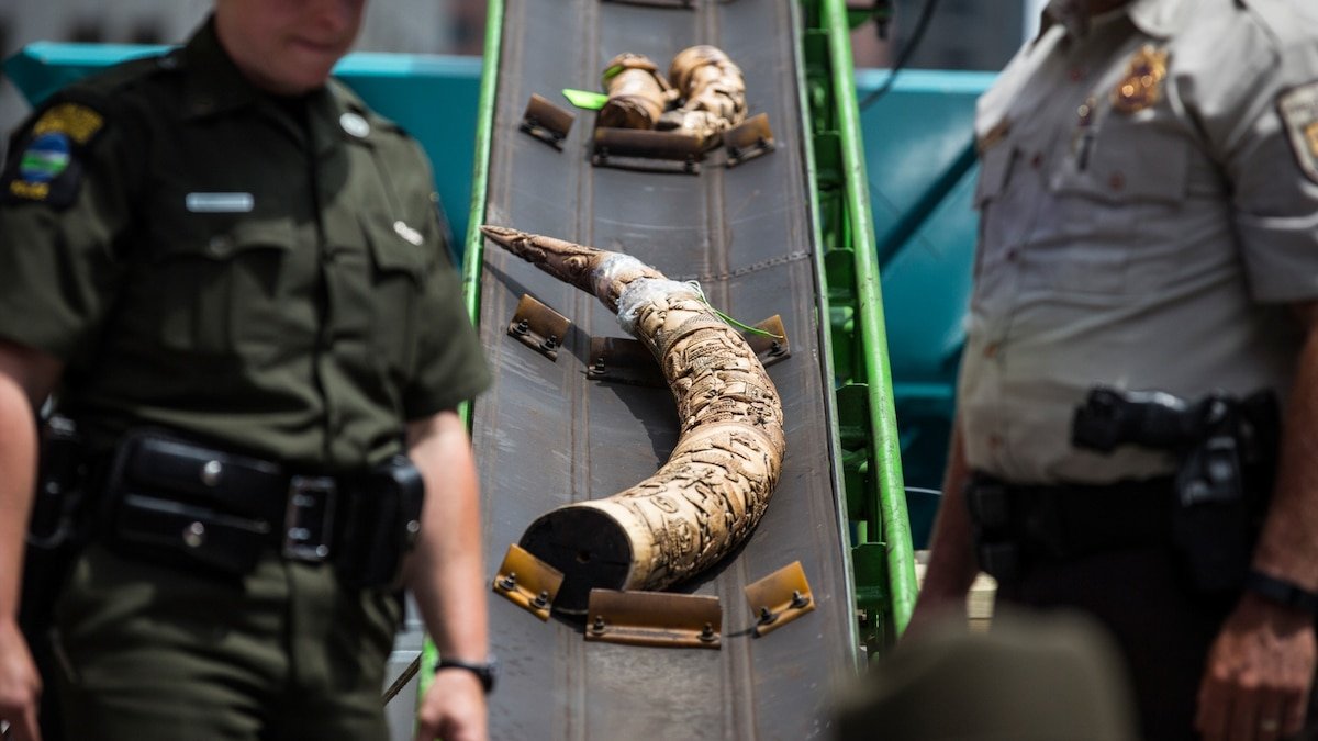 Wildlife crime is a national security issue—and Homeland Security is on the case