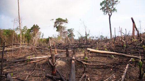 Deforestation is leading to more infectious diseases in humans