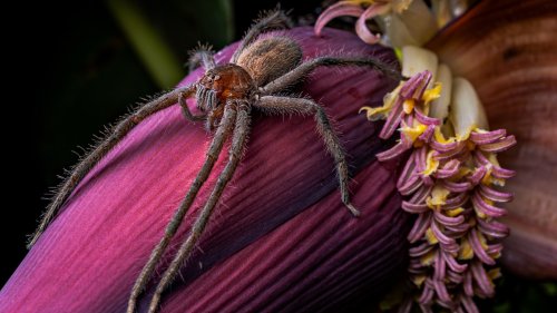 A mesmerizing look at nature's eight-legged wonders