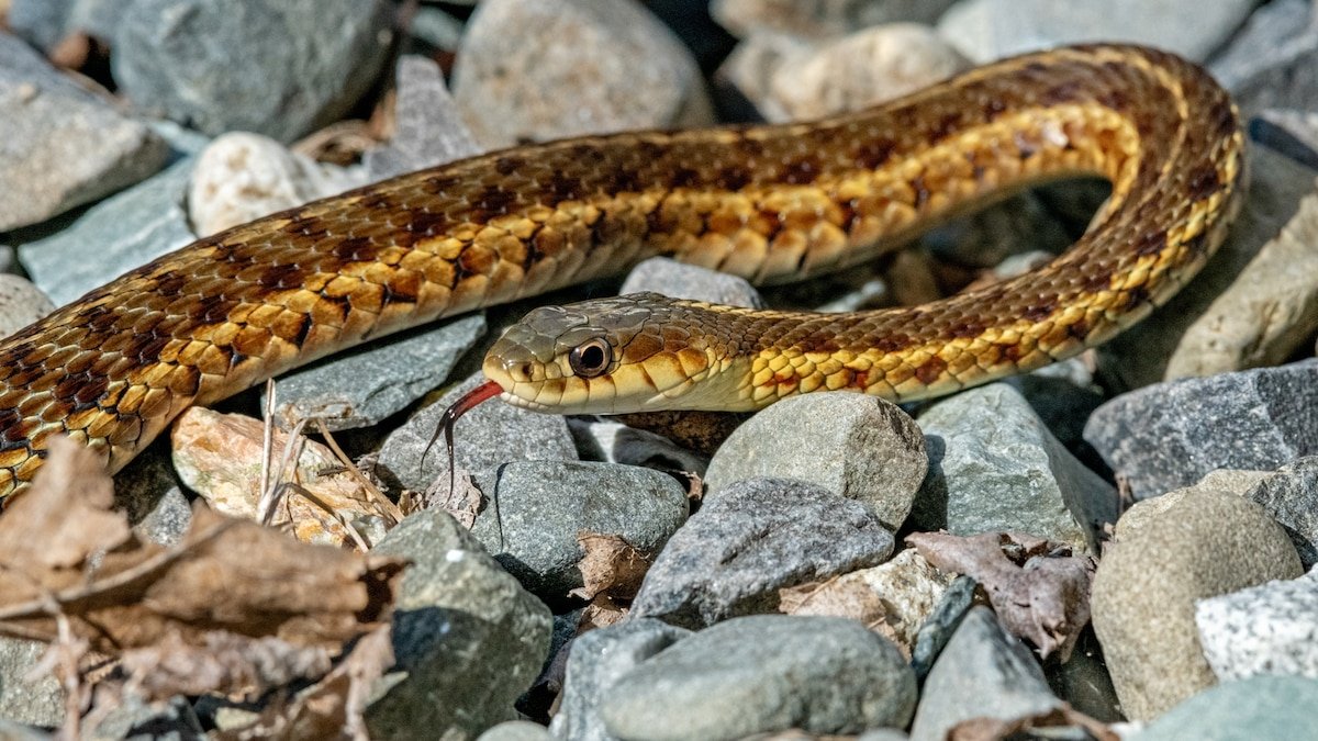 Can snakes recognize themselves? A controversial study says yes