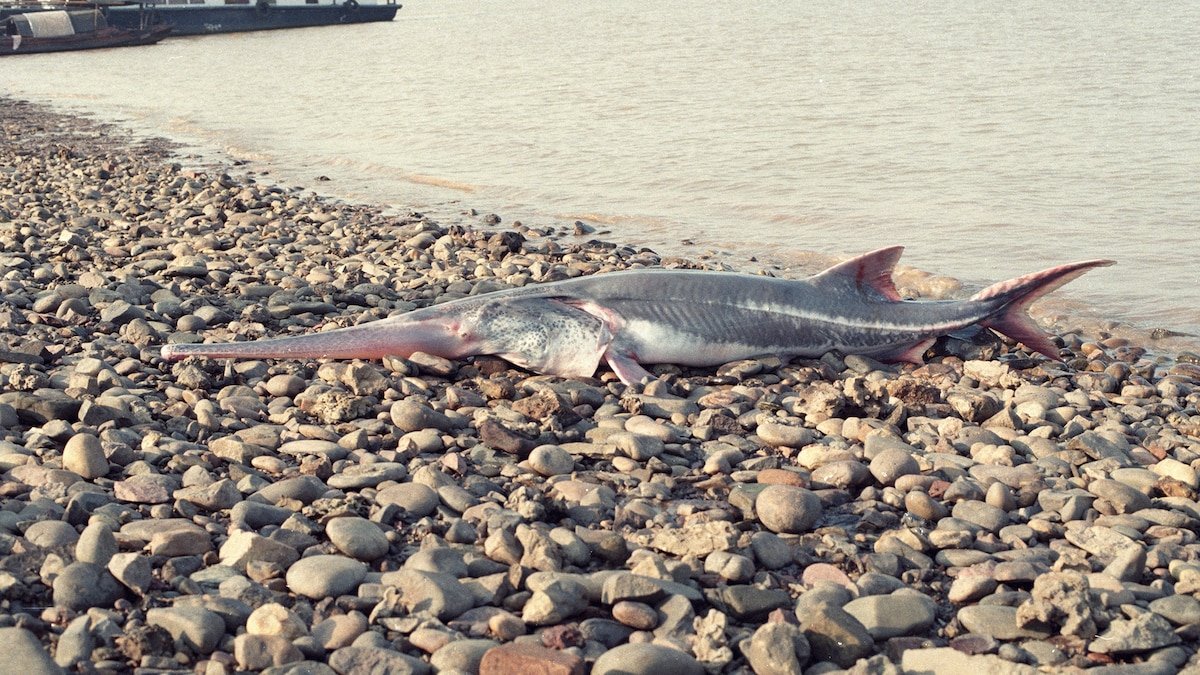 Chinese paddlefish, one of world's largest fish, declared extinct