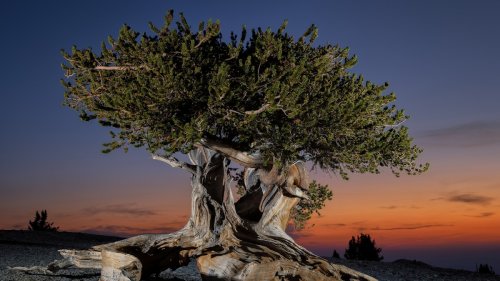 What's the oldest tree on Earth—and will it survive climate change?