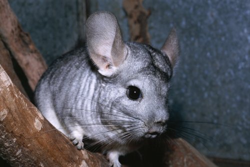 The U.S.’s only research chinchilla supplier has been shut down. Here’s why that matters.