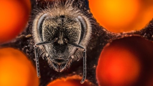 Macro photography: Tips for taking better photos of a small world
