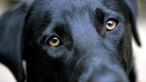 ‘Puppy dog eyes’ evolved so dogs could communicate with us