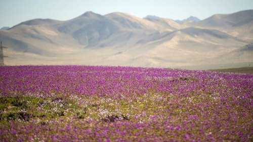 Chile’s new national park protects a superbloom of rare flowers