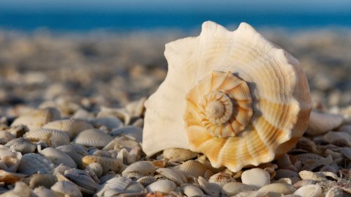 Why seashells are getting harder to find on the seashore