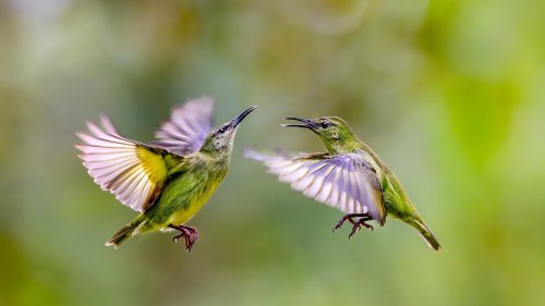 Bird science has a bro-bias