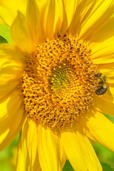 Sunflowers make bees poop—a lot. Here’s why that’s good.