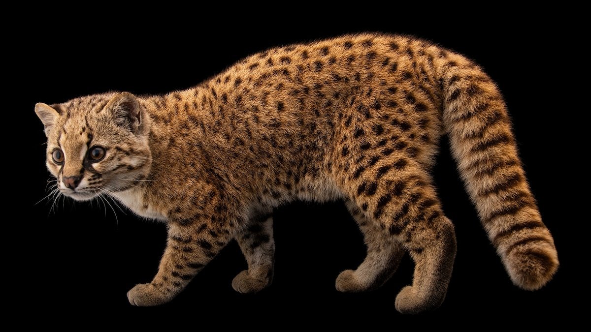 Meet the güiña—the little 'mystery' cat that marks a big milestone