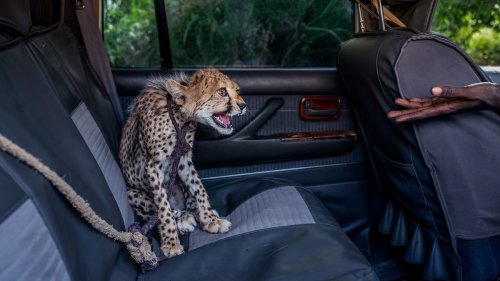 How trafficked cheetah cubs move from the wild and into your Instagram feed