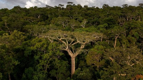 Madagascar’s sacred trees face existential threats in a changing world