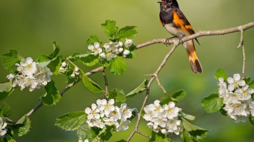 Why do birds sing so loudly in the morning in spring? It’s the ‘dawn chorus’