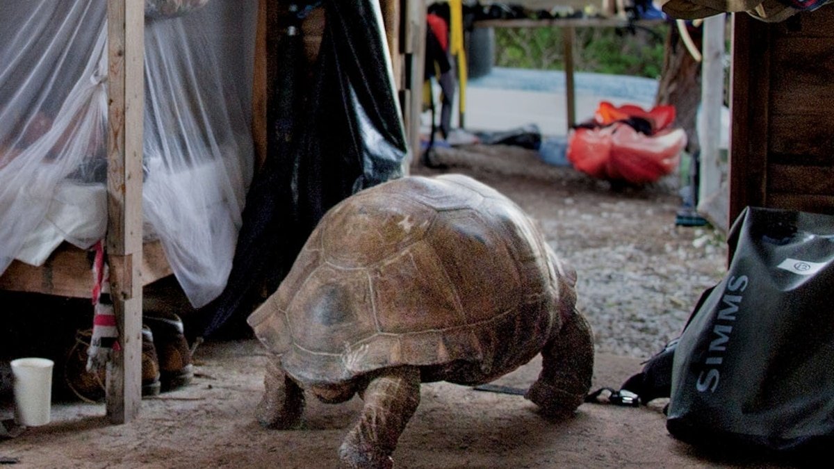 Tortoises rule on this isolated island