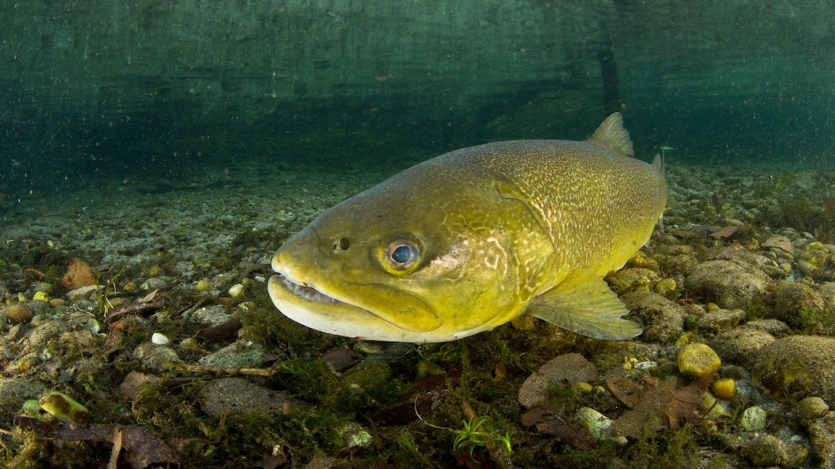 Trout can become ‘addicted’ to meth. Here's why that’s so scary.
