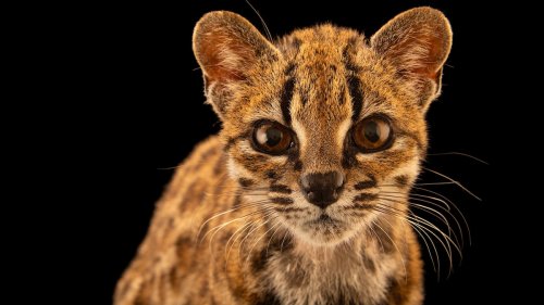 Meet the First New Cat Species Discovered in 100 Years | Flipboard