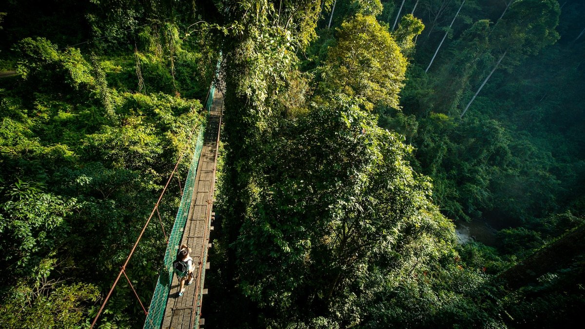 To see Malaysia’s elusive wildlife, take a walk in the trees