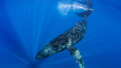 A humpback whale swam halfway around the world. His name is Frodo.