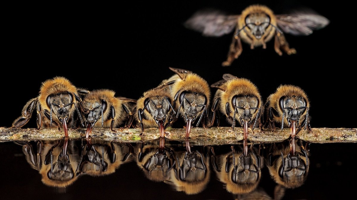 Photos from inside a tree reveal intimate lives of wild honeybees