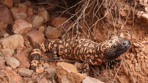 Gila monster, facts and information